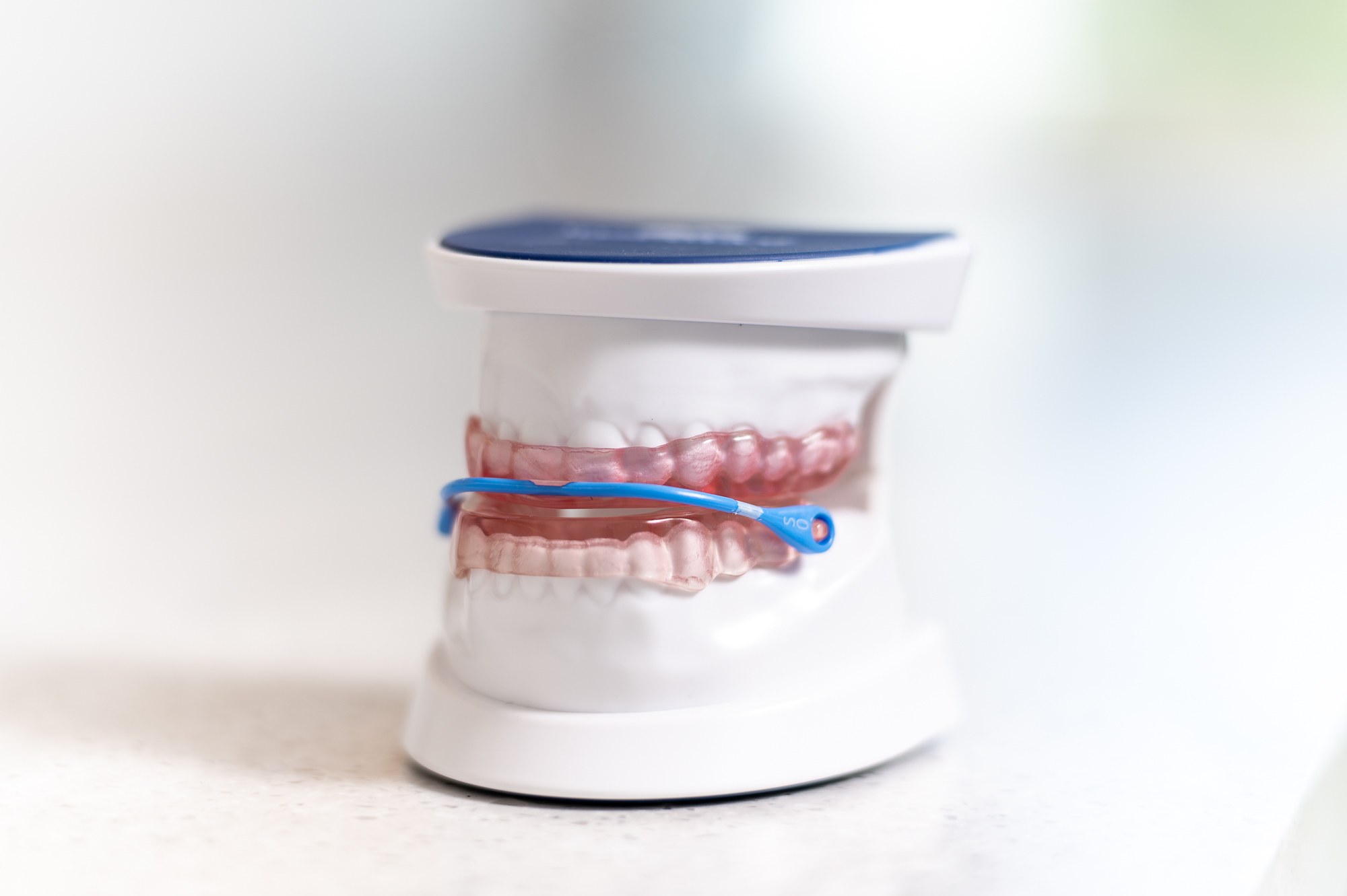 Dental model showing teeth and coloured bands